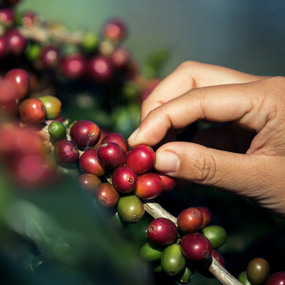 Drugie ujęcie opakowania produktu Kawa ziarnista honduras 1000 g
