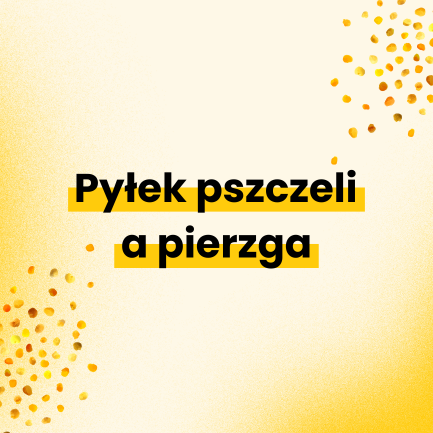 Pyłek pszczeli a pierzga